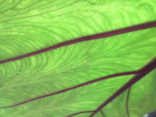 Green Leaf Texture