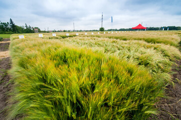 demo sectors of plot grain crops, new varieties winter barley in agriculture, top view