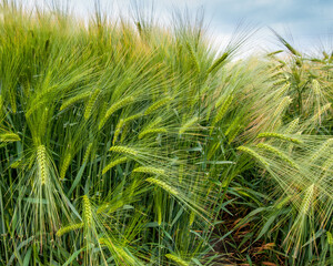 winter barley, close up of spikelets, samples of varieties