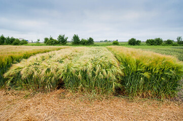 Fototapeta na wymiar lines of winter barley, divided sectors demo plots of new varieties cereals