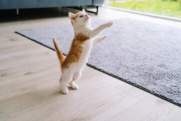 Fototapeta na wymiar Cute little red cat stay on wooden floor with window on background. Young cute little red kitty. Long haired ginger kitten play at home. Cute funny home pets. Domestic animal and Young kittens
