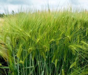 winter barley, close up of spikelets, samples of varieties