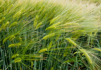 winter barley, close up of spikelets, samples of varieties