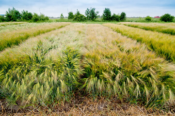 winter barley, demo field, divided sectors demo plots of new varieties cereals
