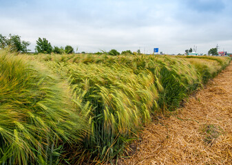 winter barley, demo field, divided sectors demo plots of new varieties cereals