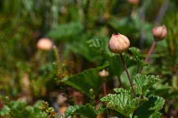 Raw cloudberry and green leafs