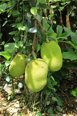 Fresh ripe jack fruit isolated on jack tree