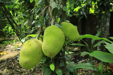 Fresh ripe jack fruit isolated on jack tree