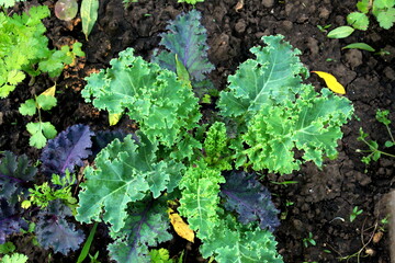 Kale cabbage grows on the ground in summer close-up, selective focus.