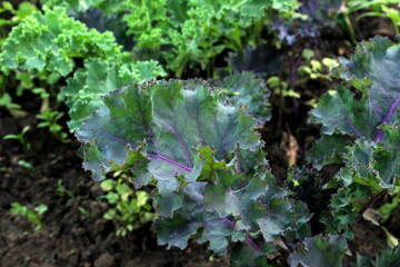 Kale cabbage grows on the ground in summer close-up, selective focus.