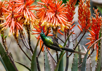 Malachite sunbird, Kenya