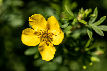 yellow flower