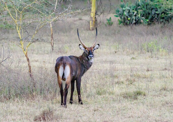 Waterbuck at Masai Mara, Kenya