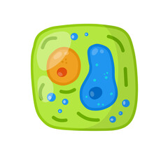 Green cell of the plant. Element of science and biology. Cartoon flat illustration. Microorganism by microscope. With core, details and membrane