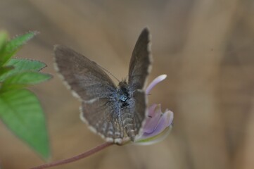 butterfly on a flower