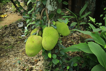 Fresh ripe jack fruit isolated on jack tree
