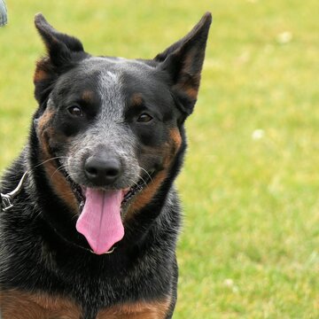 Portrait of an Australian cattle dog