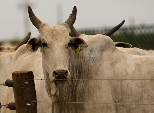 Portrait Of A Nelore Cow