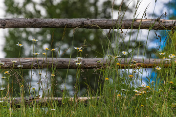 Holzzaun und Margeriten