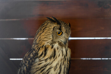 Eurasian owl in a cage in the zoo. A bird in captivity. Expressive look