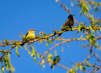 Little Spiderhunter and Black Sunbird, Kenya