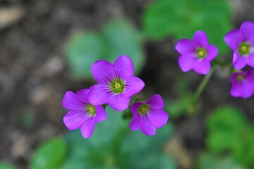 wild purple flowers