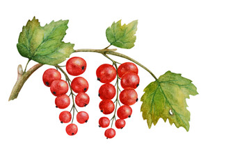 Watercolor with red currant berries on a branch with leaves. Isolated on a white background. Can be used as romantic background, greeting postcards, printed, textile design, packaging design.