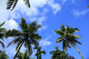 Beautiful coconut palm trees on blue sky background with clouds