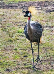 Grey crowned crane at Masai Mara, Kenya