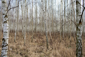 Birch forest.