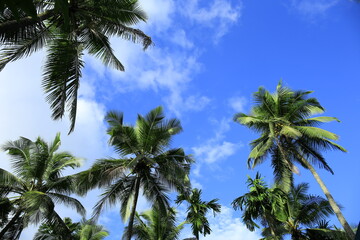 Fototapeta na wymiar Beautiful coconut palm trees on blue sky background with clouds
