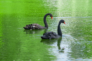 Black swans on the lake with green water. Amazing peacefull waterbird. Beautiful dark grey color of feathers.