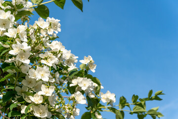 Closeup to apple tree branches blossoming with white flowers over blue sky background and green leaves. 