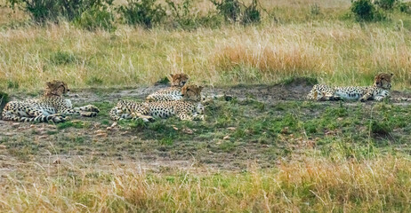 Obraz na płótnie Canvas Cheetahs at Masai Mara, Kenya