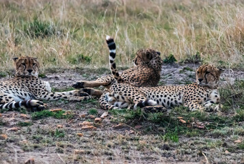 Cheetahs at Masai Mara, Kenya