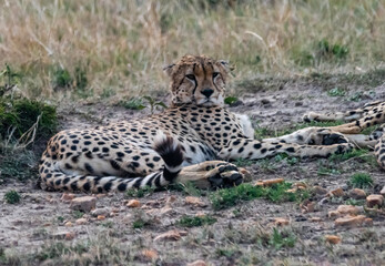 Cheetah at Masai Mara, Kenya