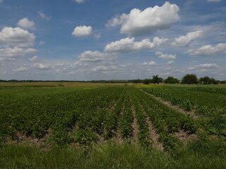 Fototapeta na wymiar Potato field under blue sky with white clouds - rural landscape from Liubytiv, Ukraine