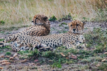Cheetahs at Masai Mara, Kenya