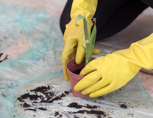 Planting a flower.