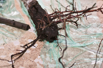 Planting a flower.