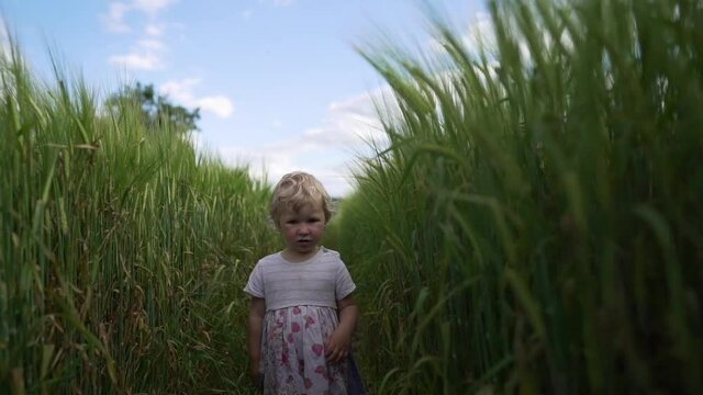Baby girl walking in wheet