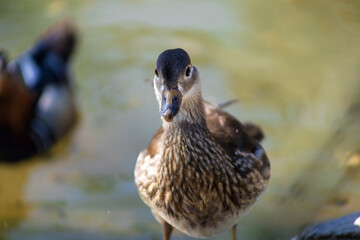 Mandarin duck at the zoo. Duck by the water. Beautiful plumage.