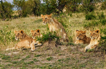 Lions in Masai Mara, Kenya