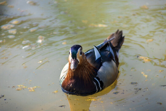 Mandarin duck at the zoo. Duck by the water. Beautiful plumage.