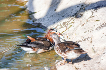 Mandarin duck at the zoo. Duck by the water. Beautiful plumage.