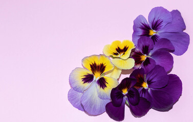 Viola tricolor flower composition on colored background. Floral arrangement, design element. Holiday concept. Top view, flat lay.