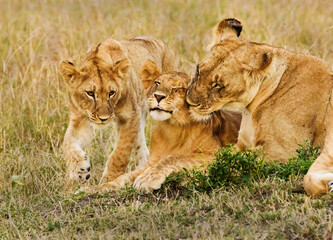 Caring Lions in Masai Mara, Kenya