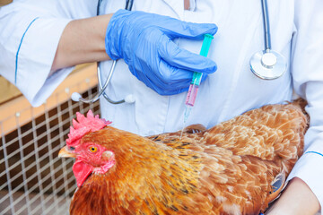 Veterinarian woman with syringe holding and injecting chicken on ranch background. Hen in vet hands...