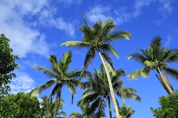 Beautiful coconut palm trees on blue sky background with clouds