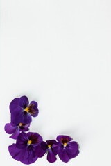 Viola tricolor flower composition on colored background. Floral arrangement, design element....